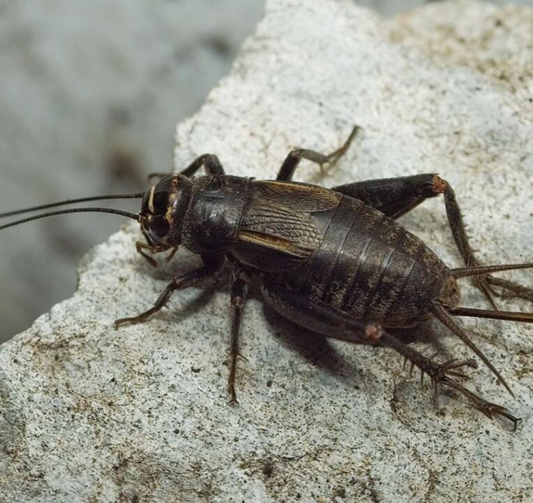 kumbang scarab untuk keberuntungan